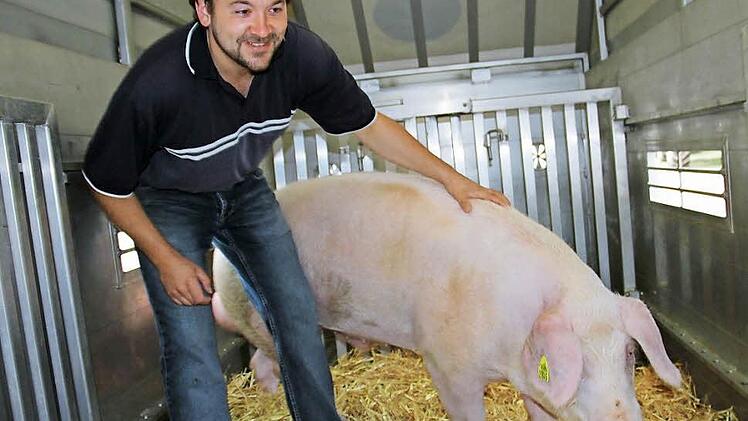 Dieser junge Eber, den Züchter Martin Schmidt aus Rottlersreuth hier präsentiert, vertritt derzeit die Deutsche Landrasse auf dem Zentrallandwirtschaftsfest in München. Der Betrieb in dem Thurnauer Ortsteil ist als Basiszuchtbetrieb einzigartig in Bayern. Foto: Katharina Müller-Sanke