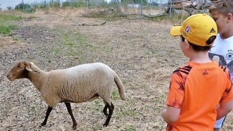 Das "Coburger Fuchsschaf" ist längst eine Rarität geworden.