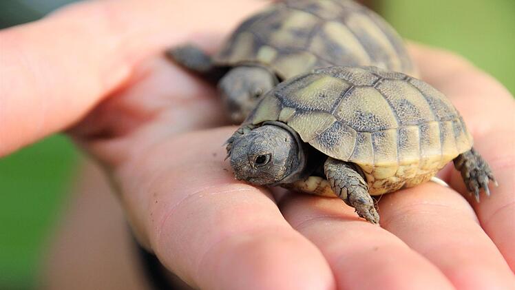 Der  Supersommer  2018 hat es möglich gemacht, dass die nur wenige Gramm leichten Schildkrötenbabys völlig ohne Brutkasten und menschliche Hilfe in Franken zur Welt kamen.Diana Fuchs