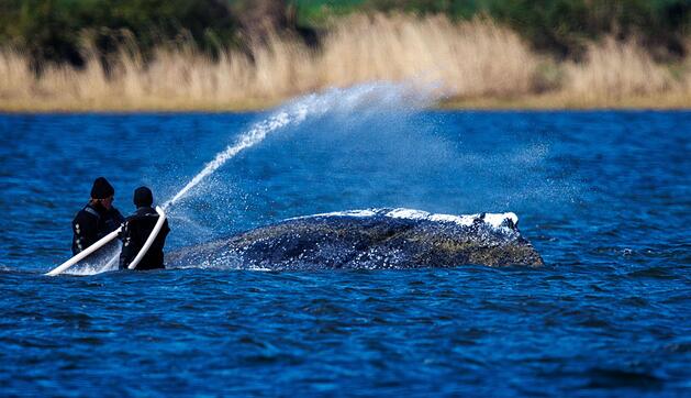 Weitere Entwicklung zum Buckelwal in der Ostsee