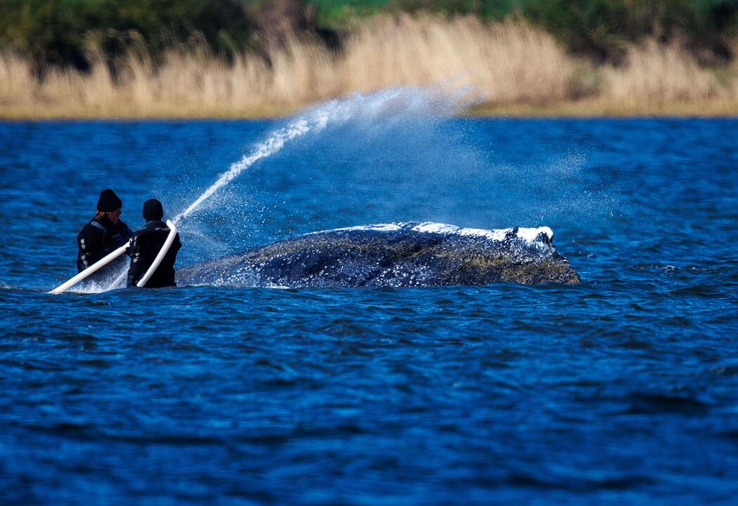 Weitere Entwicklung zum Buckelwal in der Ostsee
