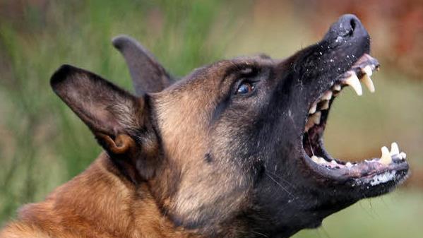 In Coburg haben zwei nicht angeleinte Schäferhunde eine Joggerin attackiert. Diese wurde leicht verletzt. Das Opfer erstattete Anzeige gegen die Halterin. Symbolfoto: Thomas Frey dpa