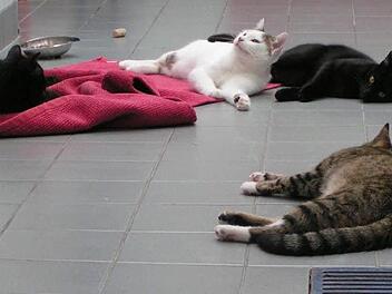 Ein Bild des Friedens aus dem Forchheimer TierheimsFoto: privat