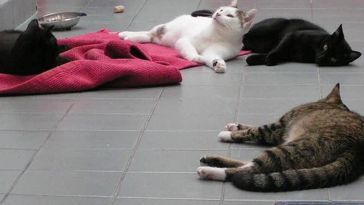 Ein Bild des Friedens aus dem Forchheimer TierheimsFoto: privat