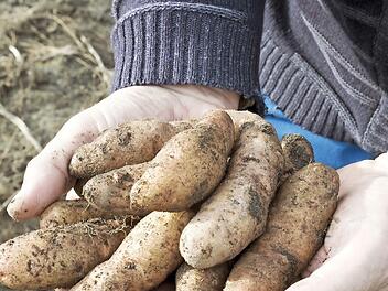 Sebastian Niedermaier zeigt Kartoffeln aus seinem Anbau in Bamberg. Foto: Gerhard Hagen