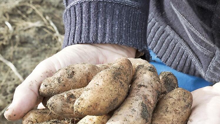 Sebastian Niedermaier zeigt Kartoffeln aus seinem Anbau in Bamberg. Foto: Gerhard Hagen