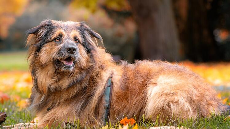 Tierhilfe Franken: Hund Sly sucht nach "schwerem Schicksalsschlag" neues Zuhause