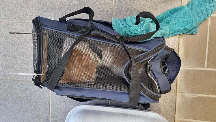 Ausgesetzter Kater in W&uuml;rzburg &ndash; Kreidehinweise f&uuml;hren Retter zum Tier
