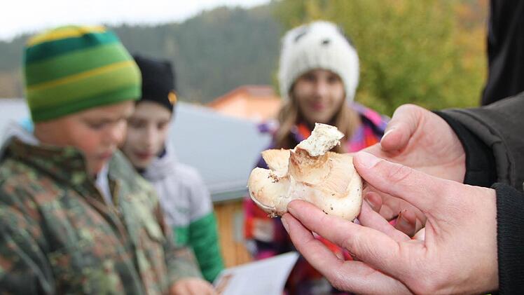 Haus der Schwarzen Berge: Die Junior Ranger machen einen Ausflug in die Pilze. Foto: Ulrike Müller