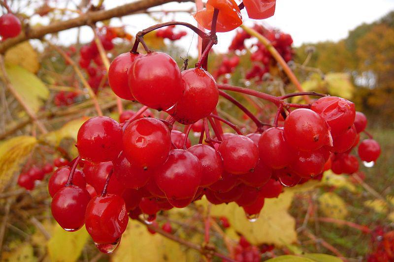 Rote Beeren
