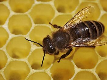 Nicht wenige Bienenvölker werden den Winter nicht überstehen. Für die Imker in Kulmbach ist es eine schwierige Situation.  Foto: dpa