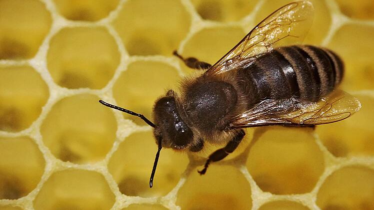 Nicht wenige Bienenvölker werden den Winter nicht überstehen. Für die Imker in Kulmbach ist es eine schwierige Situation.  Foto: dpa