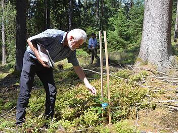 Wilfried Stech betrachtet eine junge Douglasie im Taimbacher Wald. Im Hintergrund Servicestellenleiter Stefan Wittenberg.Rainer Lutz