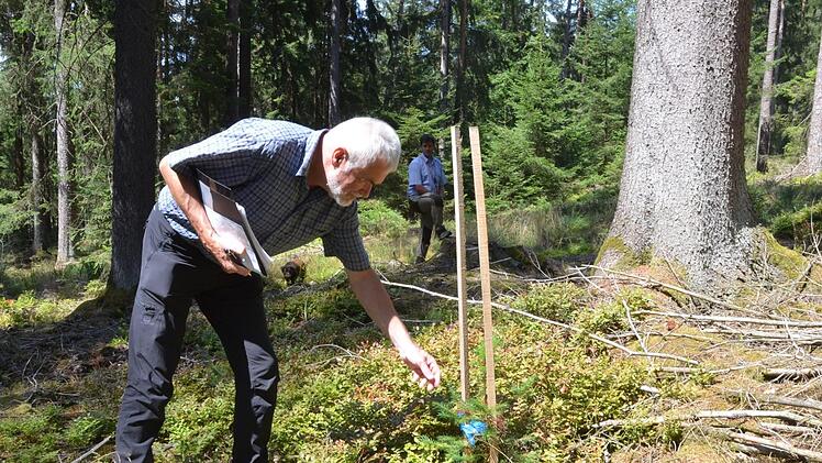 Wilfried Stech betrachtet eine junge Douglasie im Taimbacher Wald. Im Hintergrund Servicestellenleiter Stefan Wittenberg.Rainer Lutz