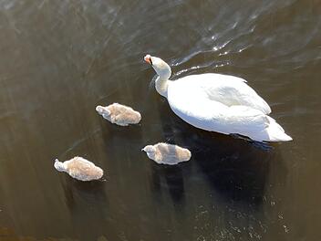 Jungschwan in Falkendorf durch Schuss getötet Jungschwan in Falkendorf durch Schuss getötet