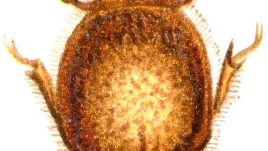 Der Buchdrucker ist eine Käferart aus der Unterfamilie der Borkenkäfer (Scolytinae). Er gilt als ein bedeutender Forstschädling.