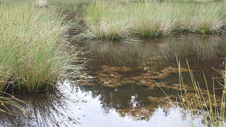 Nur noch in wenigen Weihern an der Aisch gibt es die Unterwasserpflanze. Fotos: Christian Bauriedel