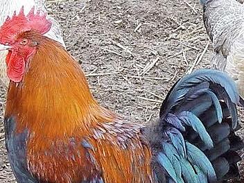 Solch stolze Hähne und Hühner wollen die Adelsdorfer Züchter seit Jahren schon in Wiesendorf ansiedeln. Foto: FT-Archiv