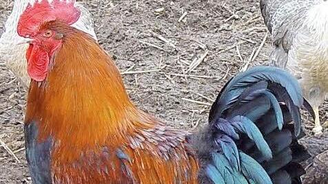 Solch stolze Hähne und Hühner wollen die Adelsdorfer Züchter seit Jahren schon in Wiesendorf ansiedeln. Foto: FT-Archiv
