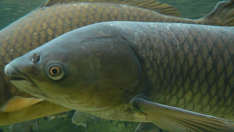 So sehen Graskarpfen aus. Rund 1000 dieser Fische hatte Hans-Georg Schneider in seinem Teich, sie wurden ihm geklaut. Foto: Peter Halasz