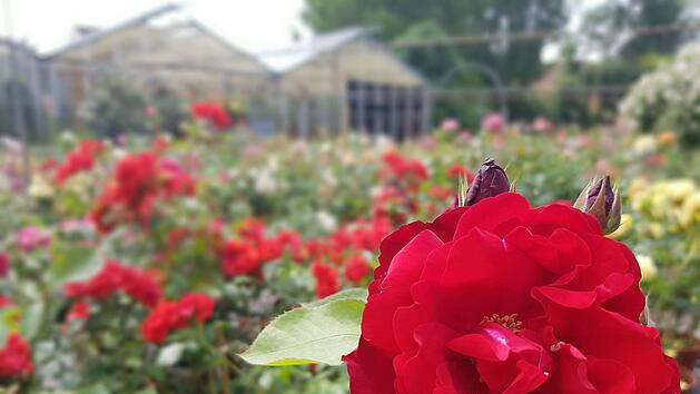 Der längste Tag des Jahres ist schon am 21. Juni. Damit beginnt nach dem Kalender erst der Sommer. Die veränderliche Tageslänge im Jahresverlauf hat einen starken Einfluss auf die Blütenbildung.  Symbolfoto: Carolin Eckenfels/dpa