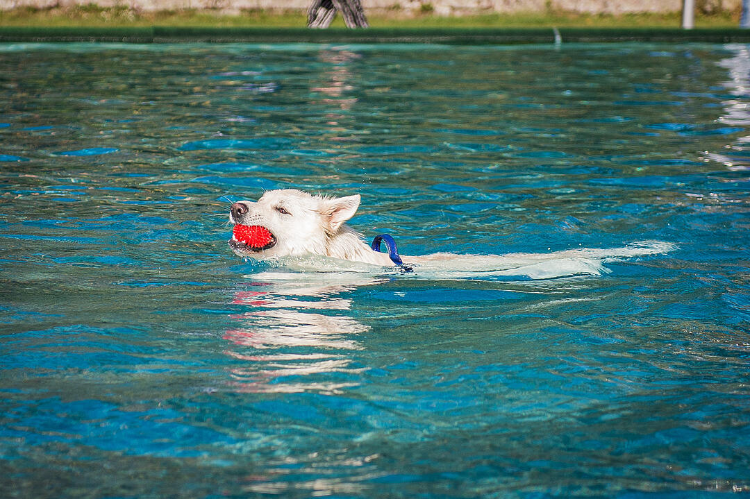 Leinen los! Hunderte Fellnasen erobern Freibad nach Saisonende