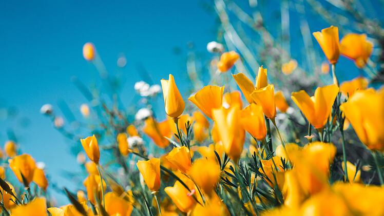 Wetter Frühling