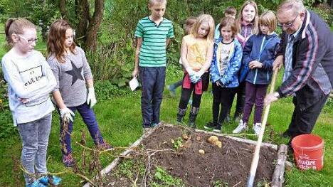 Die Naturkids des Stockheimer Gartenbauvereins bei der Kartoffelernte mit Vorsitzendem Gerhard Ramming  Foto: Gerd Fleischmann