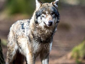 Symbolbild:  Alexander Heinl