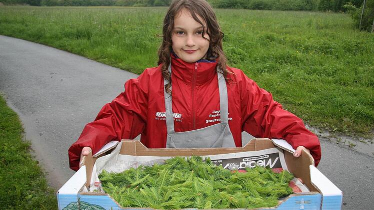 Antonia Schüssler schleppt eine Kiste mit frischen Baumspitzen. Sechs Kisten werden für den Blumenteppich 2013 benötigt.