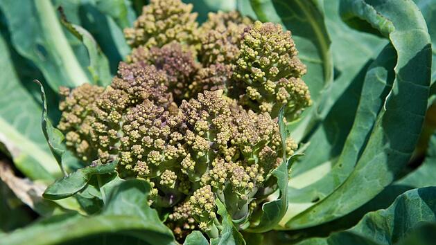 Foto: Andrea Warnecke/dpa