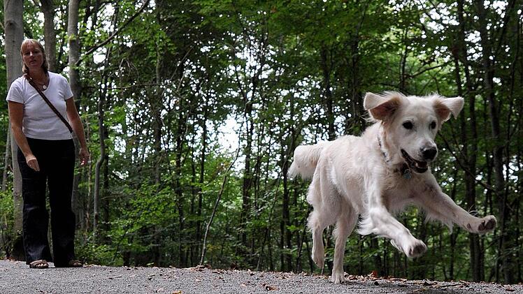 In Coburg gilt für Hunde ab 50 Zentimeter Schulterhöhe Leinenzwang - allerdings nur in öffentlichen Grünanlagen. Einen Antrag, den Leinenzwang auf weitere Bereiche der Innenstadt zu erweitern, lehnte der Stadtrat am Donnerstag ab. Foto: Bernd Weißbrod / dpa