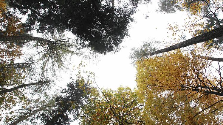 Stadtförster Alexander Maunz erklärt, warum ein Rundumschlag dem Wald neue Kraft verleiht und warum Kroatien für den Kissinger "Wald der Zukunft" Vorbild sein kann. Foto: Carmen Schmitt