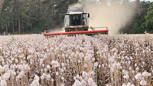 Im Sommer wird der Schlafmohn mit dem Mähdrescher geerntet und anschließend getrocknet  Foto: Markus Werner