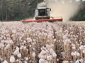 Im Sommer wird der Schlafmohn mit dem M&auml;hdrescher geerntet und anschlie&szlig;end getrocknet  Foto: Markus Werner