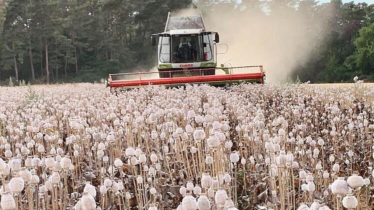 Im Sommer wird der Schlafmohn mit dem Mähdrescher geerntet und anschließend getrocknet  Foto: Markus Werner