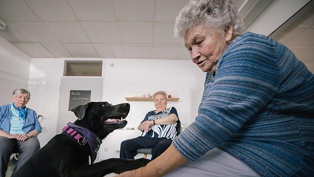 Anni Neumann (83) begr&uuml;&szlig;t Labrador Retriever Zoe - die zweite ausgebildete H&uuml;ndin in der Kronacher Tagespflege. Foto: Marian Hamacher