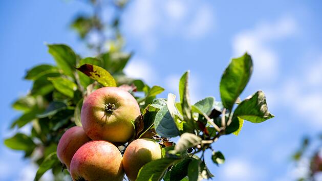 Apfelallergiker sollten auf einen hohen Polyphenolgehalt in der Frucht achten.