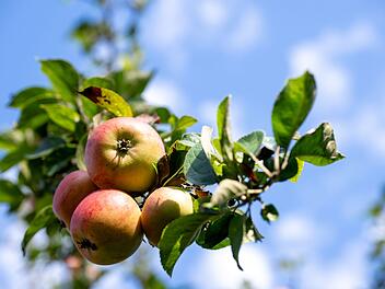Apfelallergiker sollten auf einen hohen Polyphenolgehalt in der Frucht achten.