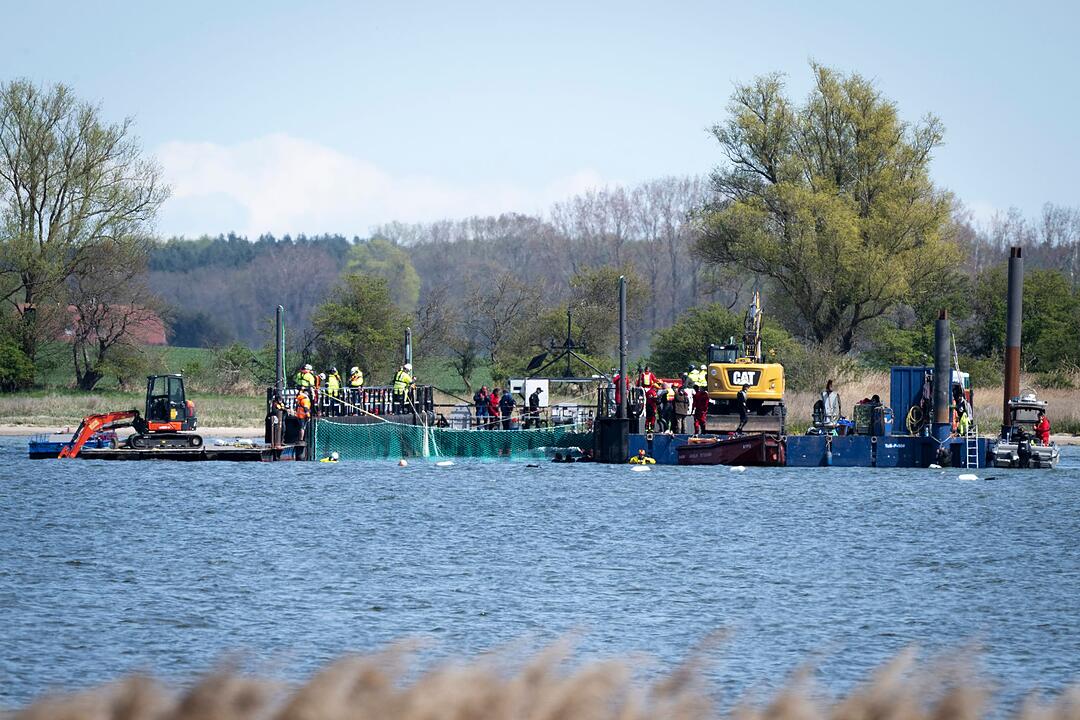 Weitere Entwicklung zum Buckelwal in der Ostsee