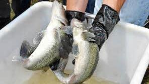 Zanderpärchen - links ein weibliches, rechts ein männliches Tier.