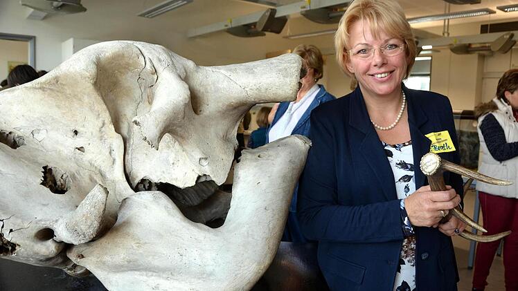 Eine ganze Reihe von Geweihen, Gehörnen, Skeletten und ganzen ausgestopften Tieren finden sich in der Biologiesammlung des Gymnasiums. Zuständig dafür ist Biolehrerin Agnes Brath.