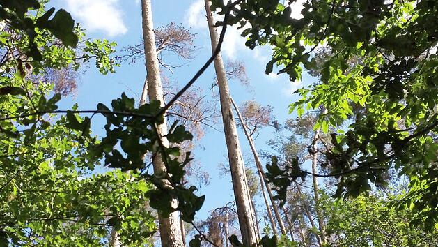 Anblicke wie dieser von sterbenden Kiefern h&auml;ufen sich in den vergangenen Jahren in Mittel- und Oberfranken.  Fotos: Evi Seeger