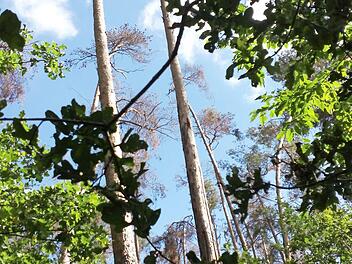 Anblicke wie dieser von sterbenden Kiefern häufen sich in den vergangenen Jahren in Mittel- und Oberfranken.  Fotos: Evi Seeger