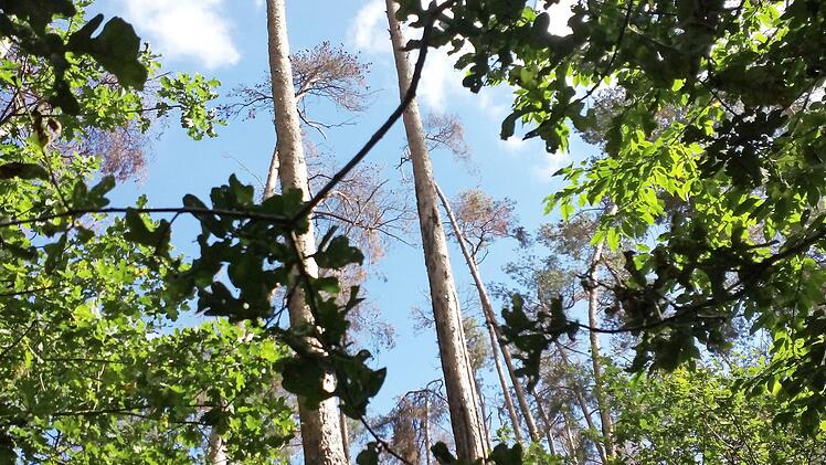 Anblicke wie dieser von sterbenden Kiefern häufen sich in den vergangenen Jahren in Mittel- und Oberfranken.  Fotos: Evi Seeger