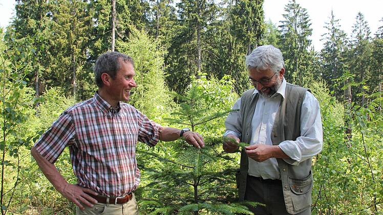 Die Forstbetriebsleiter Fritz Maier (links) und Peter Hagemann (rechts) auf der Radspitze. Dort haben sich auf einer Freifläche viele Mischbaumarten angesiedelt, nur wenige wie die Weißtanne, an der Peter Hagemann riecht, wurden gepflanzt. Im Hintergrund sind Fichtenaltbestände zu sehen.  Foto: Friedwald Schedel