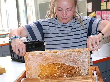 Pauline zieht die volle Honigwabe aus dem Honigraum. Foto: Johanna Blum