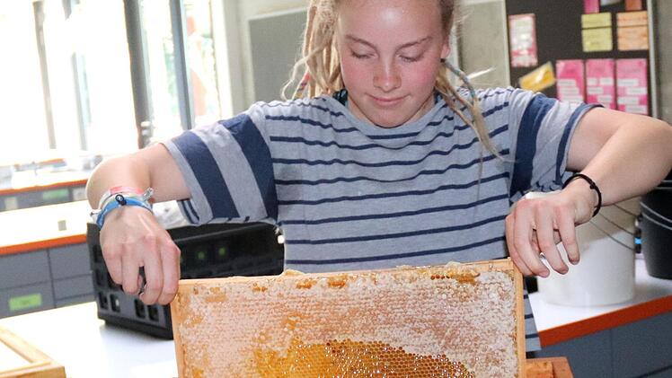 Pauline zieht die volle Honigwabe aus dem Honigraum. Foto: Johanna Blum