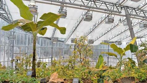 Im Besucherhaus sorgen Deckenlüfter für eine gleichmäßige Temperatur von 20 bis 22 Grad. Die heimischen Nadelbäume außerhalb des Glasbaus sind demgegenüber mit Raureif überzogen. Foto: Ronald Rinklef