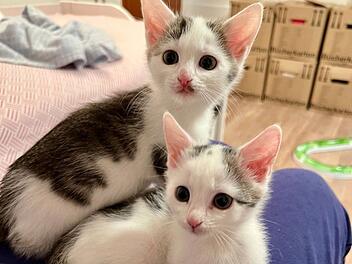 Tierheim Bamberg: Zwei aufgeweckte Geschwister suchen ein Zuhause